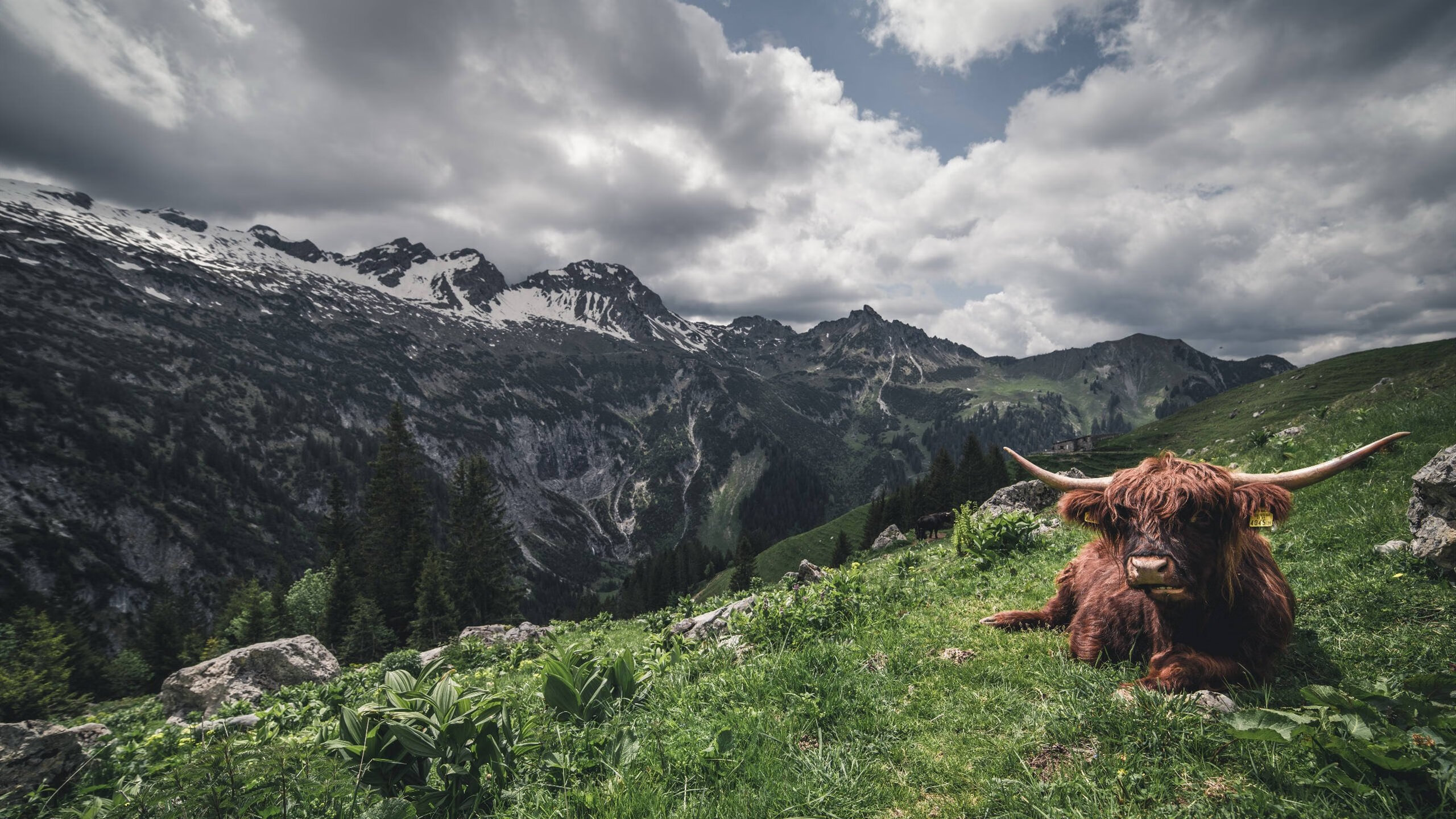 国际象棋直播火出圈,女主播对弈击败三位大师,国际象棋 视频
